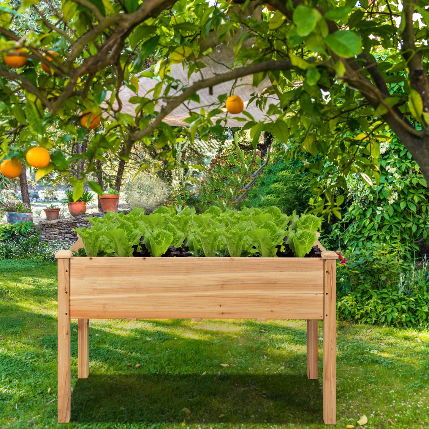 49’’ x 23’’ x 30’’ Wooden Raised Vegetable Garden Bed-Natural