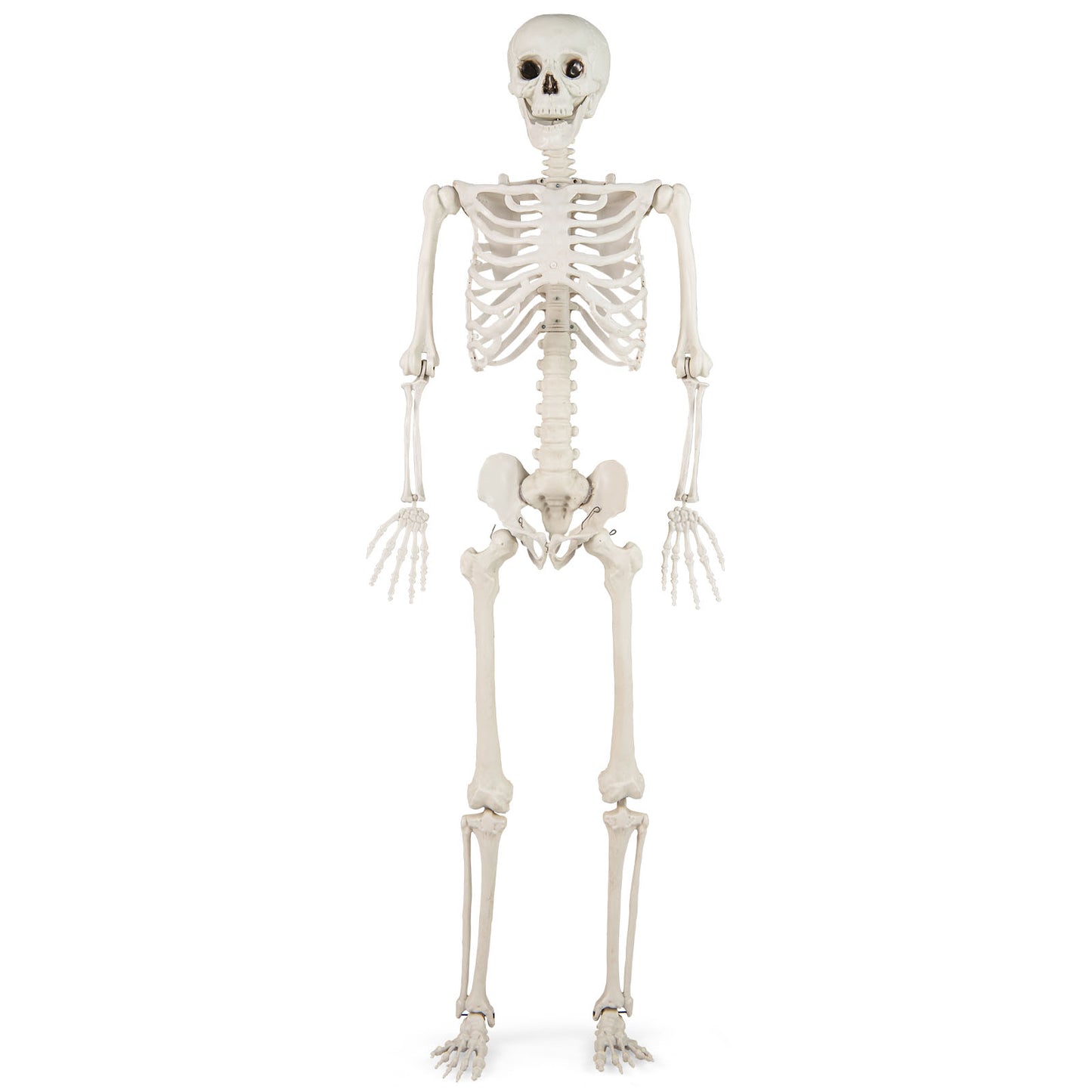 5.4 FT Halloween Skeleton Decoration Life Size Large Skeleton
