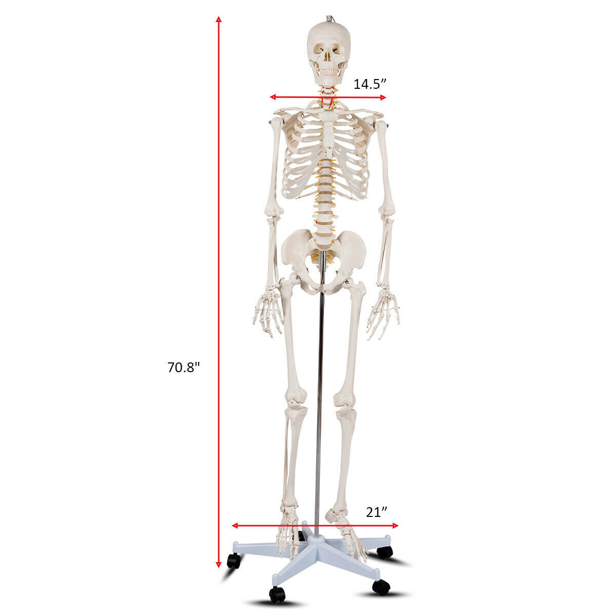 Medical School Human Anatomy Class Life-size Skeleton Model