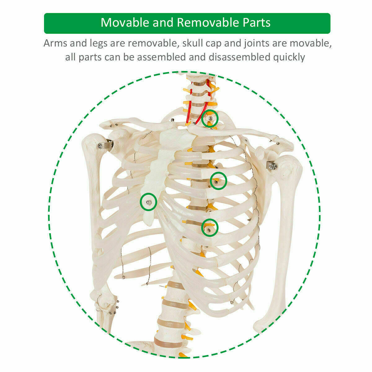 Medical School Human Anatomy Class Life-size Skeleton Model