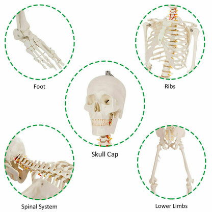 Medical School Human Anatomy Class Life-size Skeleton Model